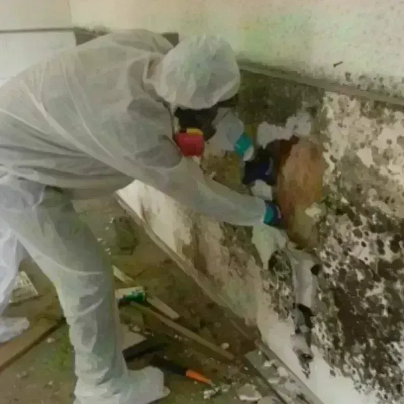 Mold Remediation and Removal in Somerville, MA